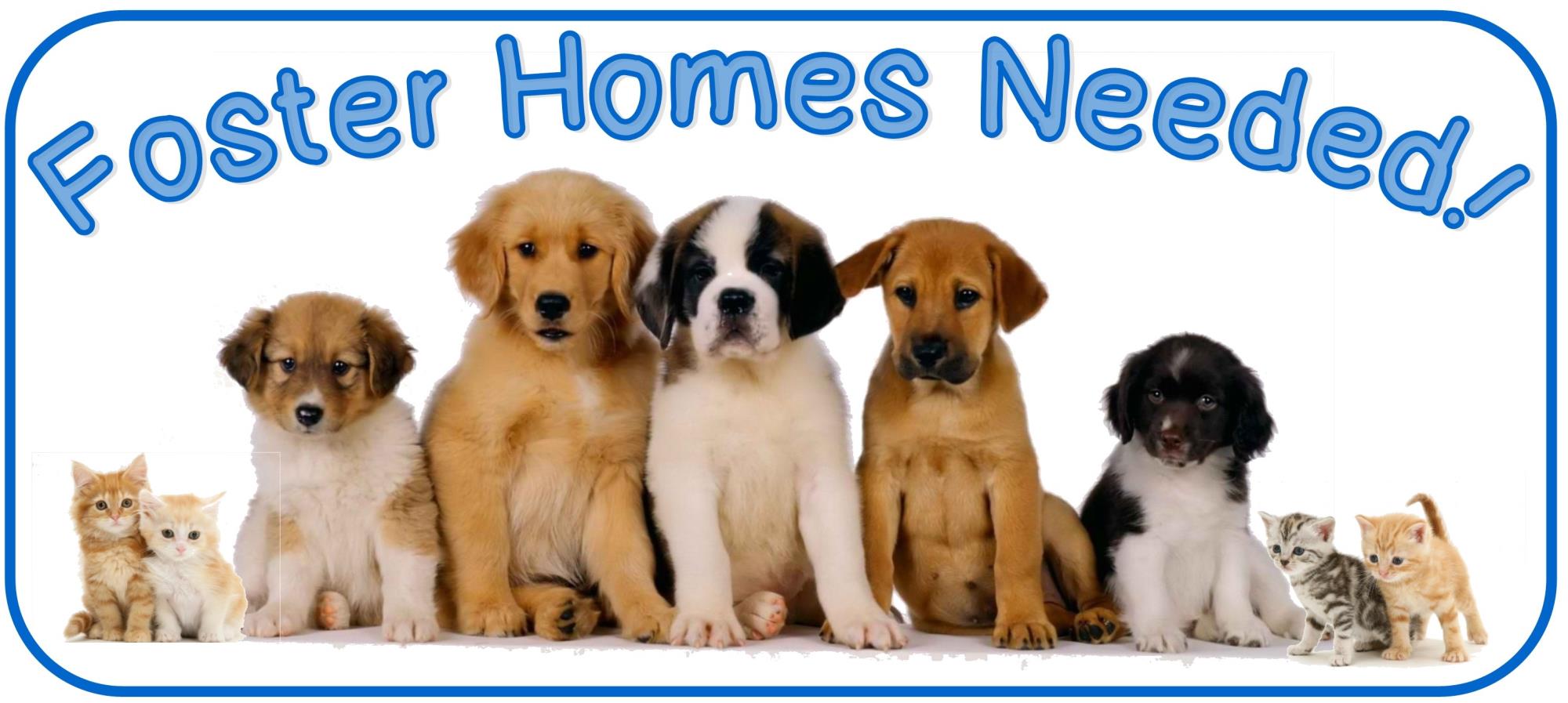 Foster homes needed