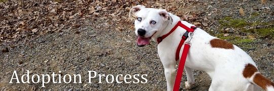 Dog Wearing a Red Leash