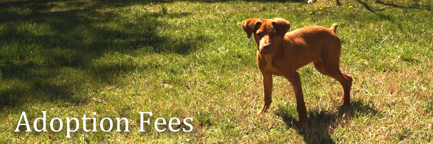 Brown Dog