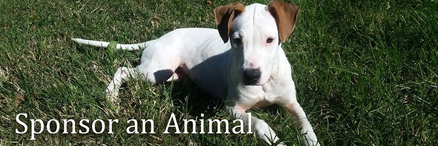White Dog on Grass