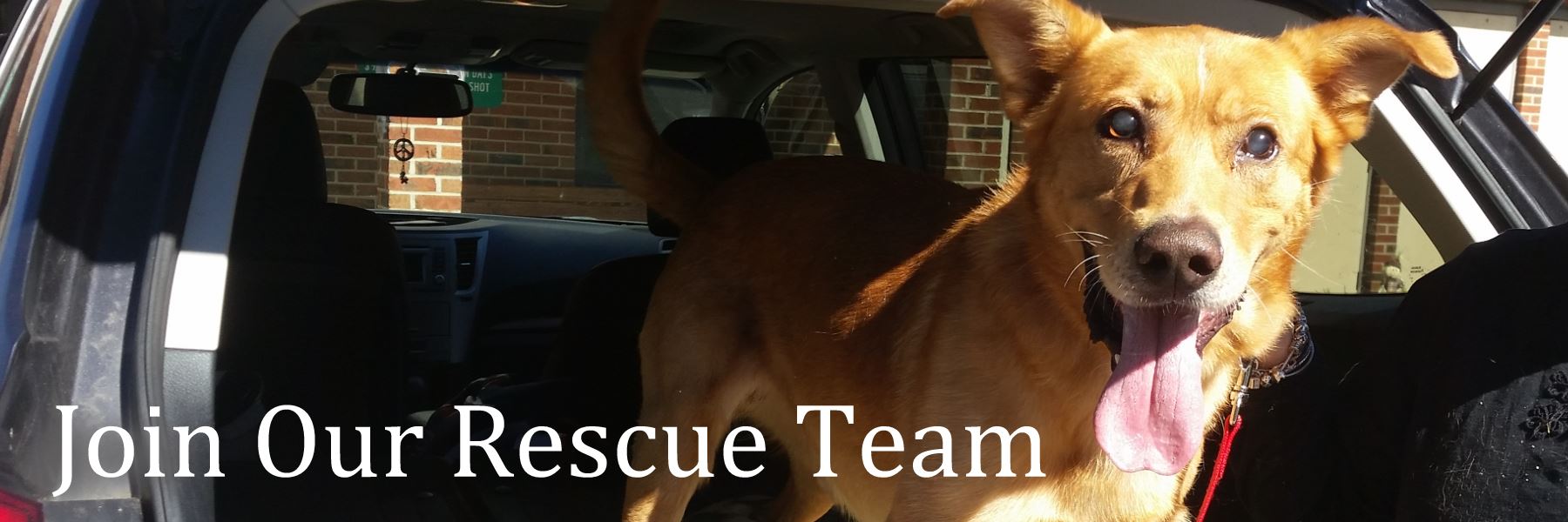 Brown Dog in a Car