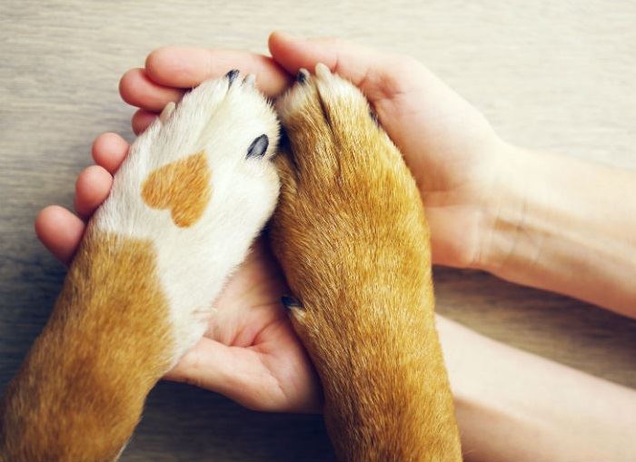 dog paw on hand