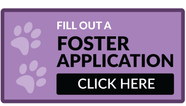 foster application button