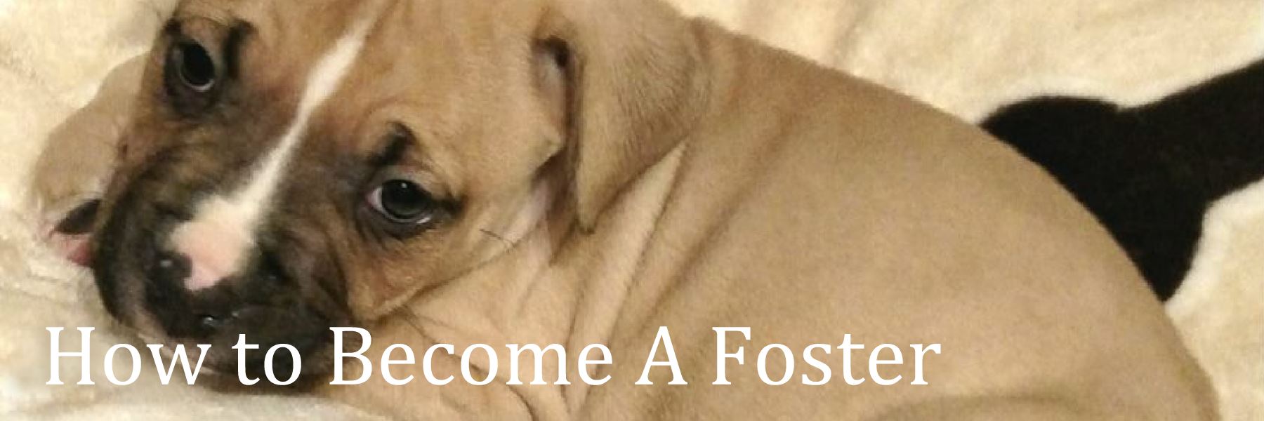 How to Become a Foster