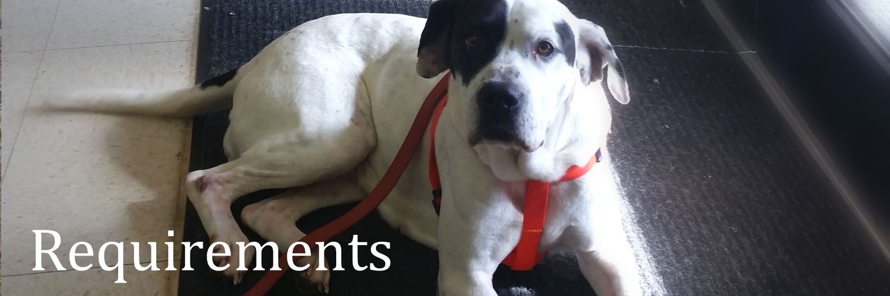 Foster Requirements