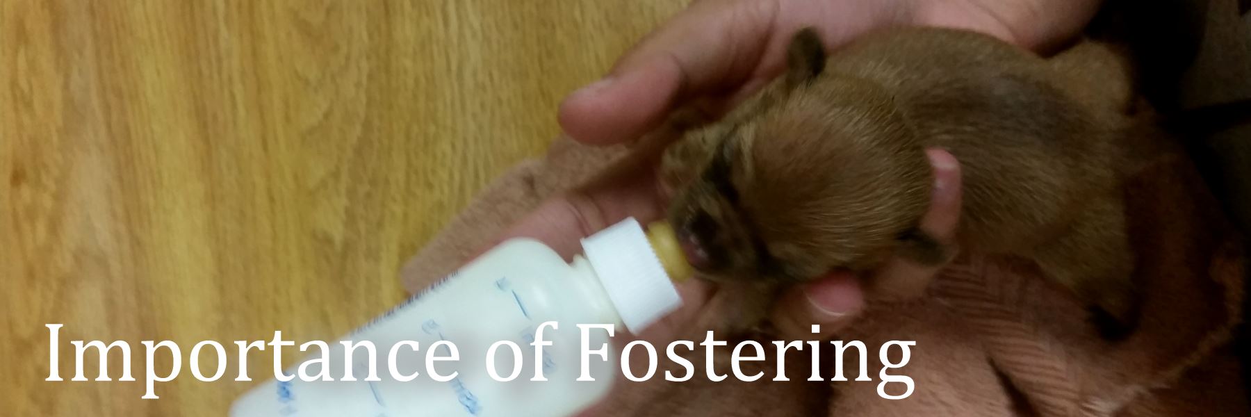 Puppy Drinking from a Bottle